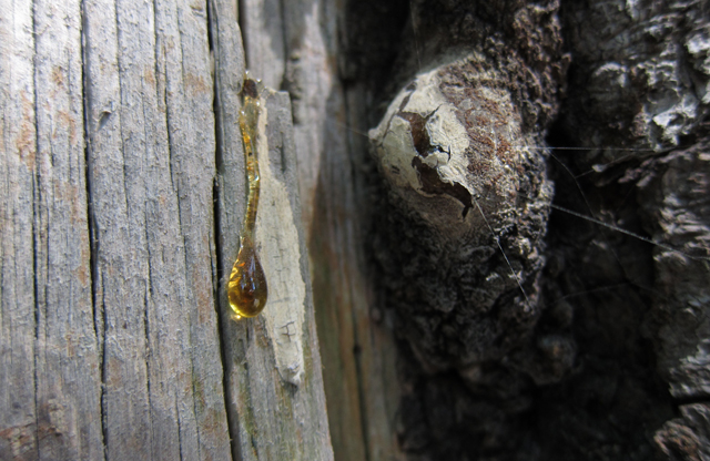 Jul152013_Shubie-Adventure_01