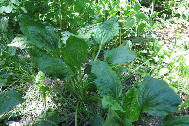 Jul152013_Shubie-Adventure_06