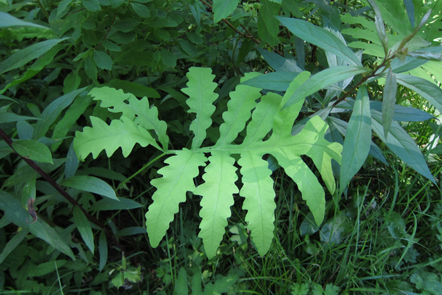 Jul152013_Shubie-Adventure_27