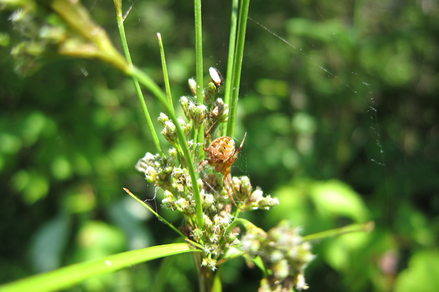 Jul152013_Shubie-Adventure_29