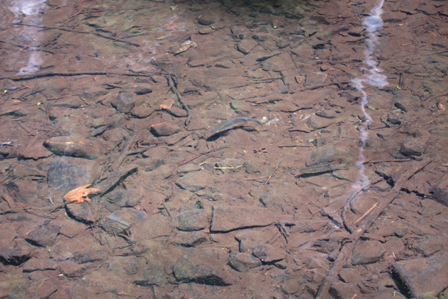 Jul152013_Shubie-Adventure_36