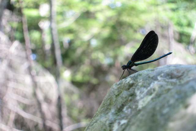 Jul152013_Shubie-Adventure_42