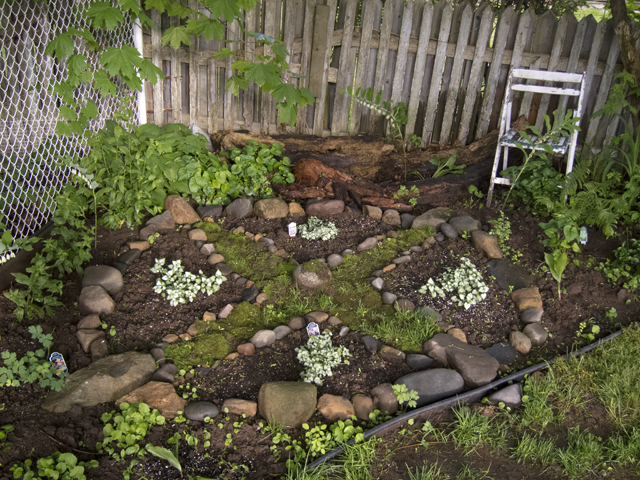 Medicine-Wheel-Plants